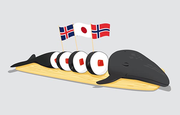 Fate of the Commercial Whaling Ban Uncertain